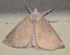 Cassythaphaga macarta