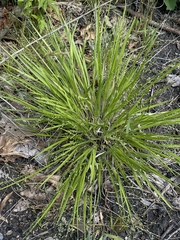 Dichanthelium linearifolium