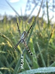 Argiope catenulata