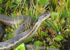 Thamnophis fulvus