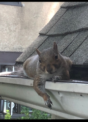 Sciurus carolinensis