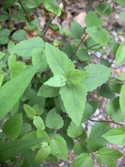 Eupatorium rotundifolium