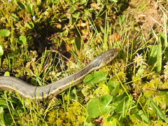 Thamnophis fulvus