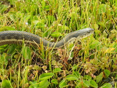 Thamnophis fulvus