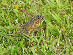 Incilius porteri