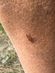 Euphranta canadensis