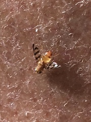 Euphranta canadensis