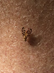 Euphranta canadensis