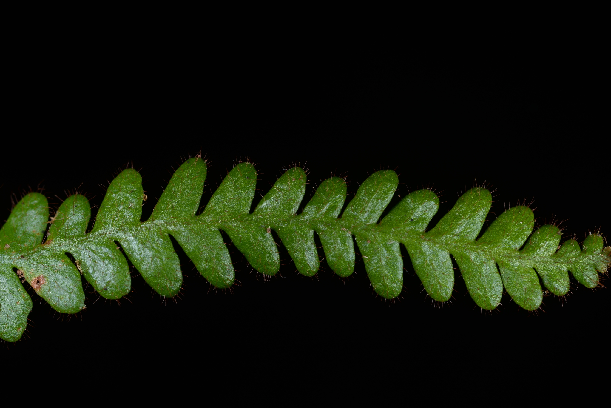 Dasygrammitis mollicoma