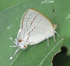 Hypolycaena philippus philippus