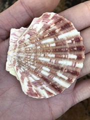 Chlamys