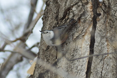 Sitta carolinensis nelsoni