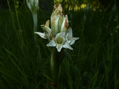 Chloraea