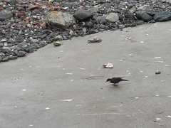 Cinclodes nigrofumosus