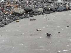 Cinclodes nigrofumosus