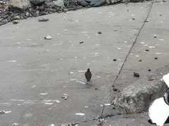 Cinclodes nigrofumosus