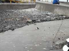 Cinclodes nigrofumosus