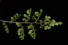 Hymenophyllum paniculiflorum