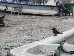 Cinclodes nigrofumosus