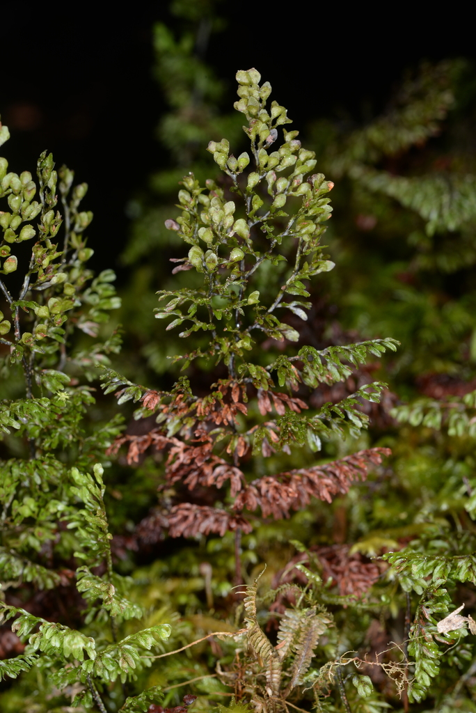 Hymenophyllum paniculiflorum (Hymenophyllum paniculiflorum)