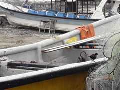 Cinclodes nigrofumosus