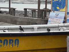 Cinclodes nigrofumosus