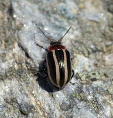 Calligrapha californica