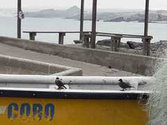 Cinclodes nigrofumosus