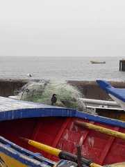 Cinclodes nigrofumosus