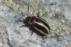 Calligrapha californica