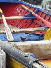 Cinclodes nigrofumosus