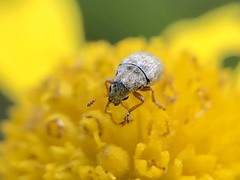Trigonorhinus