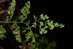 Hymenophyllum paniculiflorum