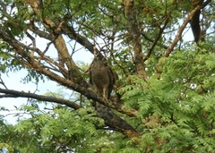 Accipiter cooperii