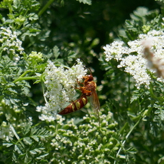 Sphecius