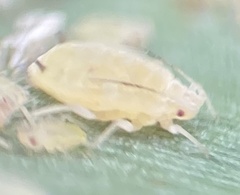 Melanaphis sacchari