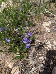 Penstemon virens
