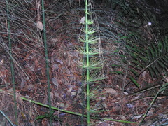 Equisetum myriochaetum