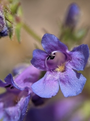 Penstemon virens