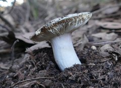 Russula lenkunya