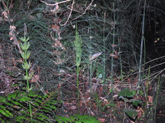 Equisetum myriochaetum