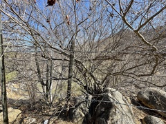 Chloroleucon mangense