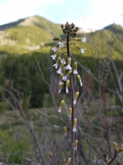 Boechera consanguinea