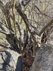 Chloroleucon mangense