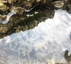 Anthopleura fuscoviridis