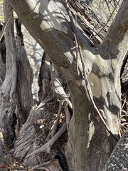 Chloroleucon mangense