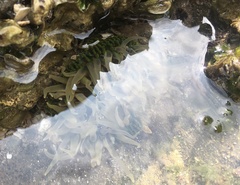 Anthopleura fuscoviridis