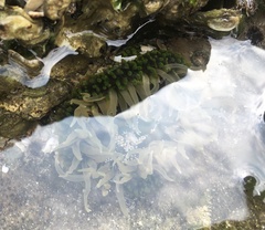 Anthopleura fuscoviridis