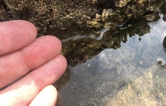 Anthopleura fuscoviridis