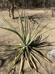 Agave aurea